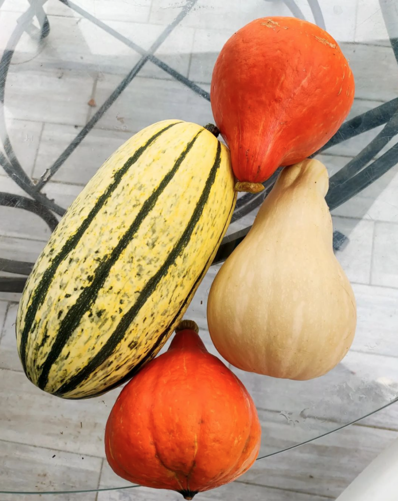 the best courge choice 